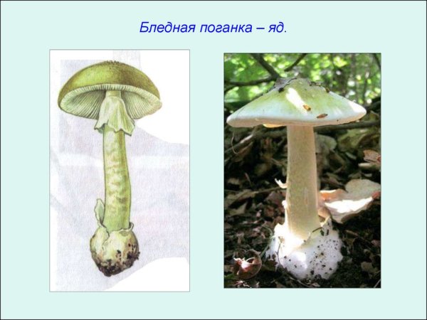 Бледная поганка гриб паразит