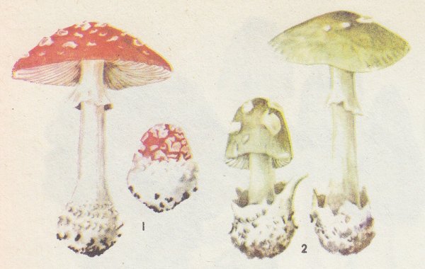 Бледная поганка на прозрачном фоне