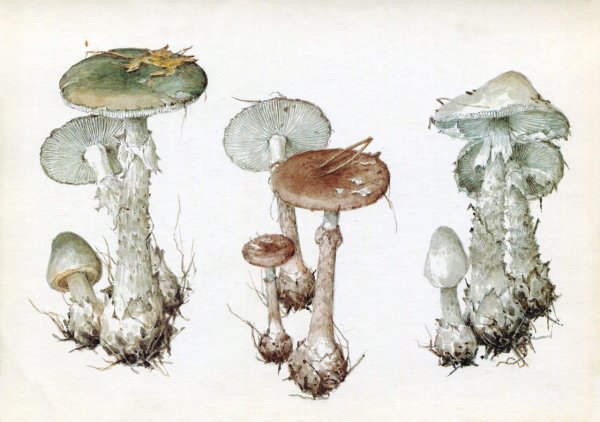 Бледная поганка гриб для детей