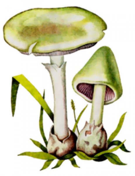 Бледная поганка гриб