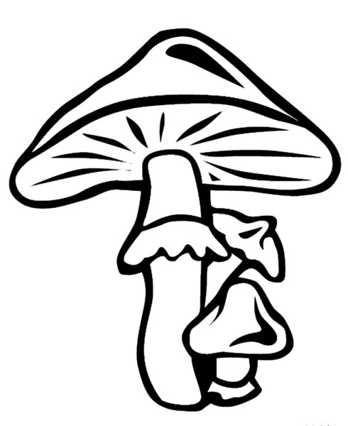 Бледная поганка гриб для детей