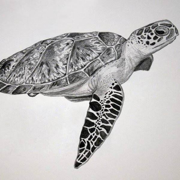 Черепашка в графике