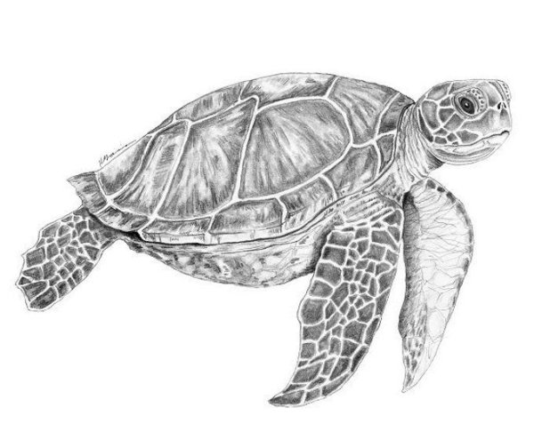 Морские черепахи набросок