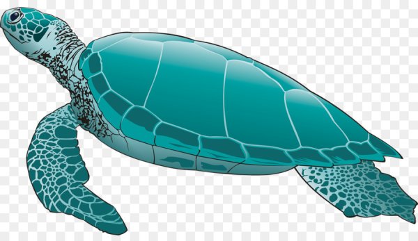 Морская черепаха для детей