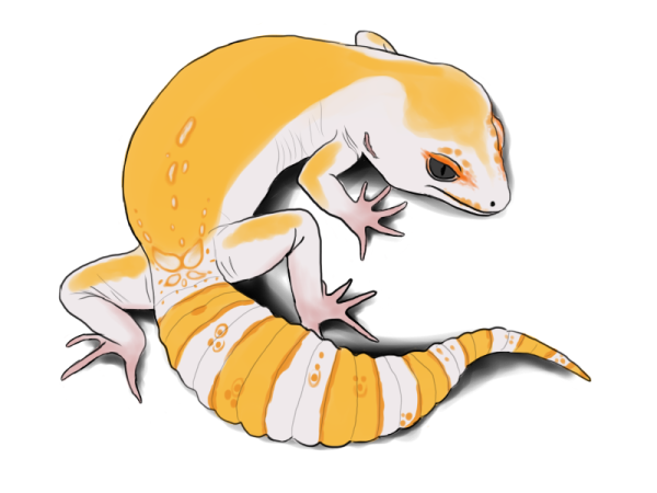 Геккон эублефар хуманизация