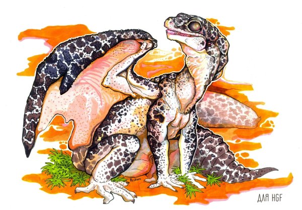 Эублефар анатомия