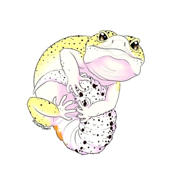 Арт эублефар геккон леопардовый