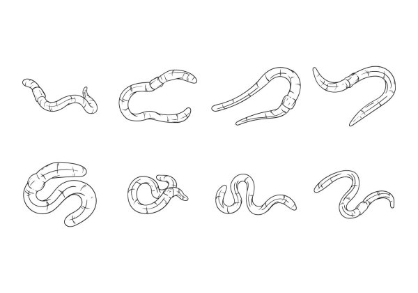 Глисты рисунок