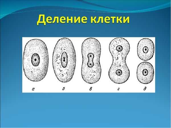 Деление клетки 5 класс биология рисунок