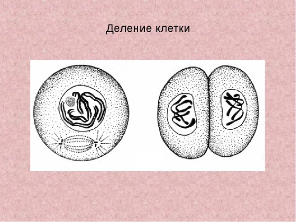 Процесс деления клетки рисунок