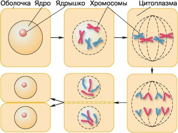Этапы деления клетки 5 класс биология