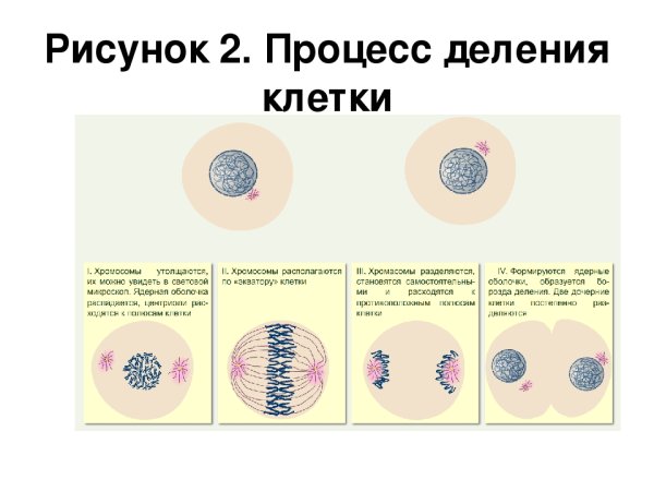 Опишите процесс деления клетки 5 класс биология