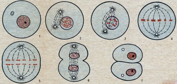 Деление растительной клетки митоз