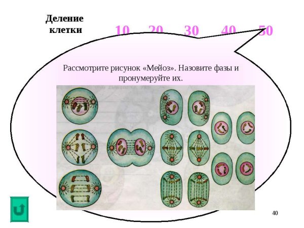 Деление клетки мейоз рисунок