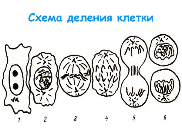 Этапы деления клетки 6 класс биология