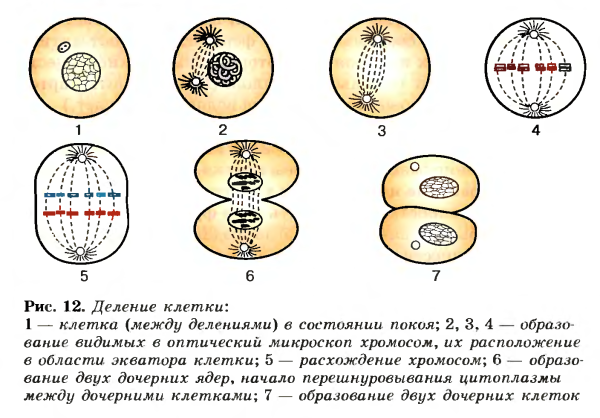 Как называется деление клетки