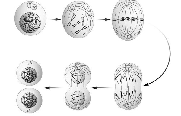 Фазы деления клетки митоз рисунок