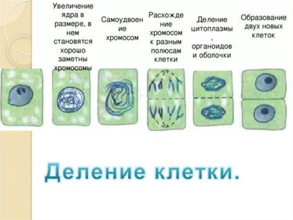 Иллюстрация стадии деления клетки