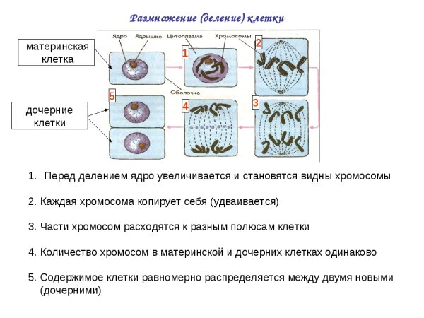 Этапы деления растительной клетки