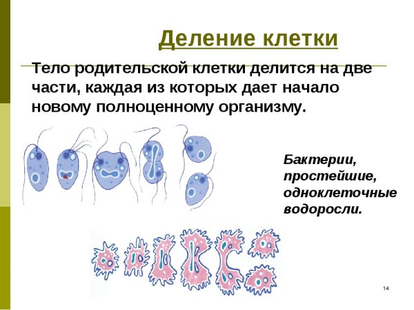 Деление растительной клетки 6 класс биология