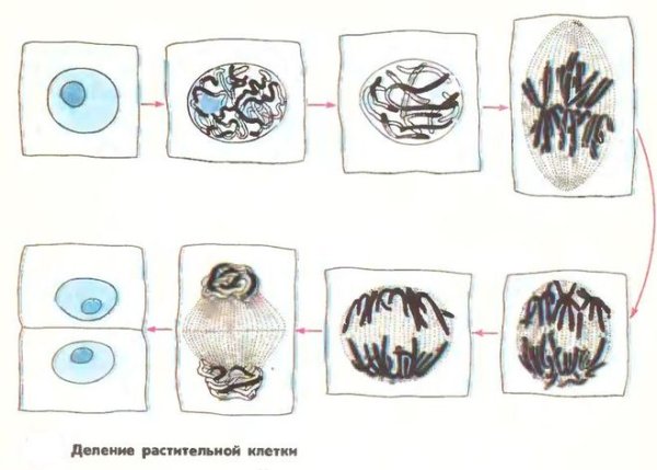 Деление телофаза растительная клетка