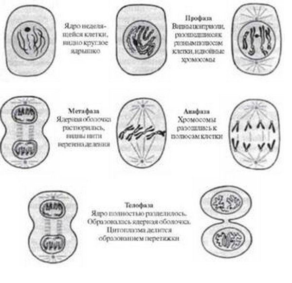 Биология процесс деления клетки