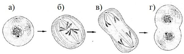 Процесс деления клетки