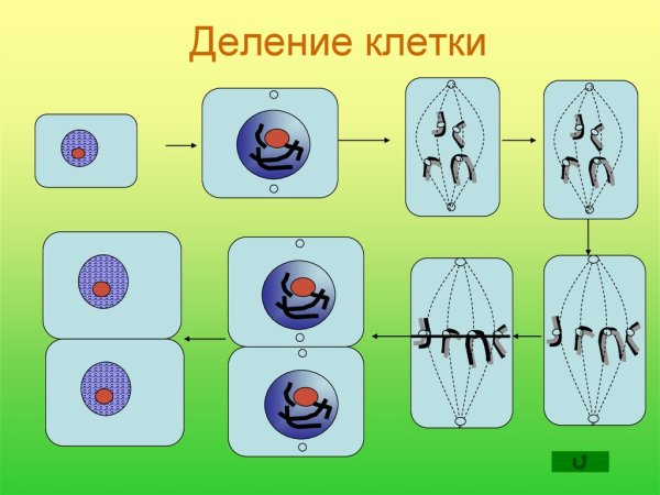 Последовательность митоза стадии