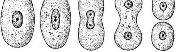 Деление клетки митоз 6 класс биология