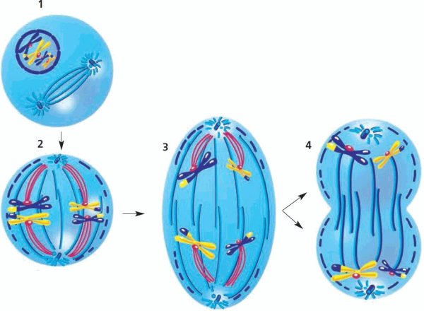 Митоз и мейоз 6 класс биология