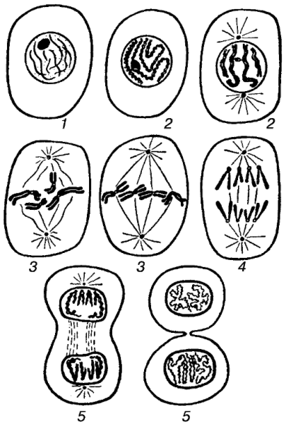 Этапы деления клетки