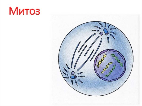 Цитокинез митоза