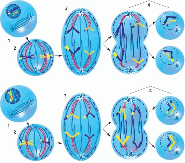 Фазы деления клетки митоз