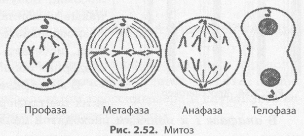 Деление клетки мейоз биология 6 класс