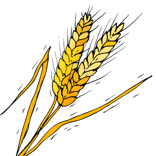 Колос пшеницы рисунок