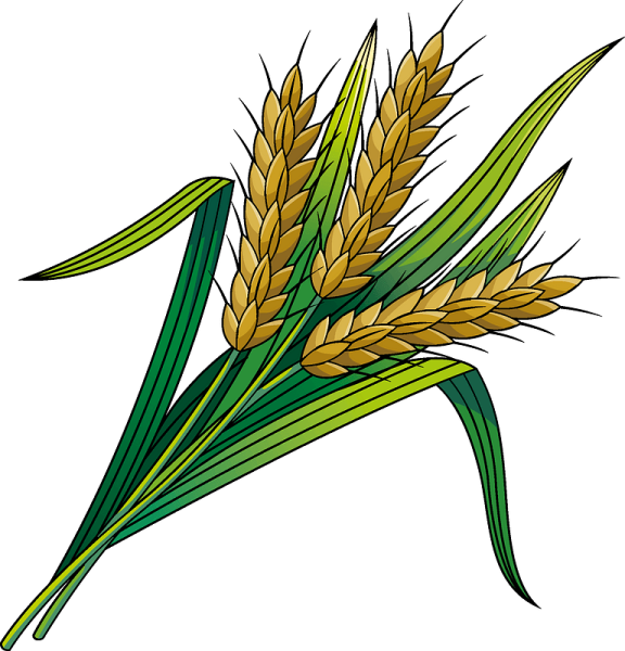 Рисование колосок