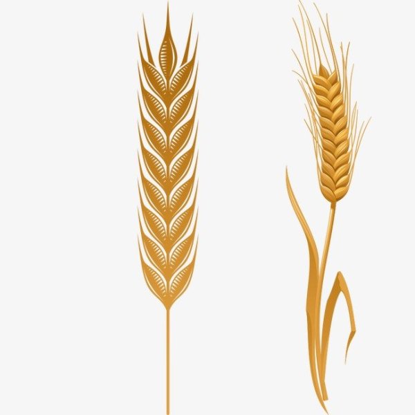 Колосок пшеницы для детей