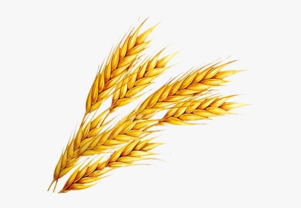 Стилизованные колоски