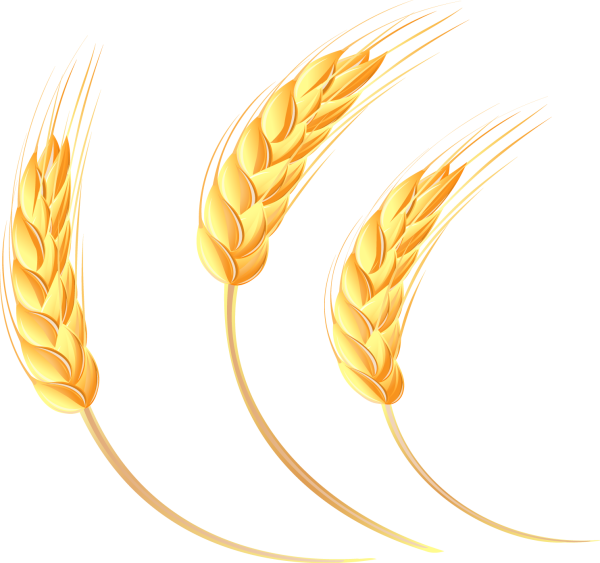 Колос пшеницы рисунок