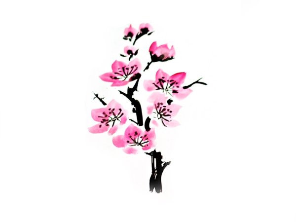 Ветка Сакуры набросок