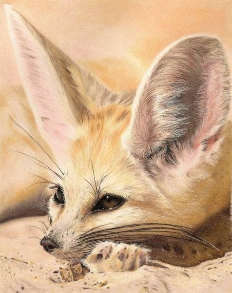 Лисичка Чиффа