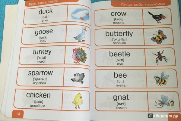 Английские слова