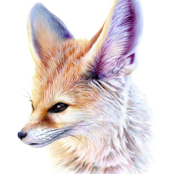 Fennec Fox иллюстрация