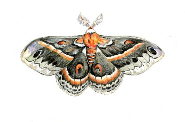 Мотылек иллюстрация