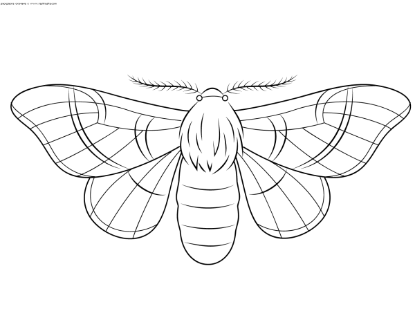 Тутовый шелкопряд раскраска