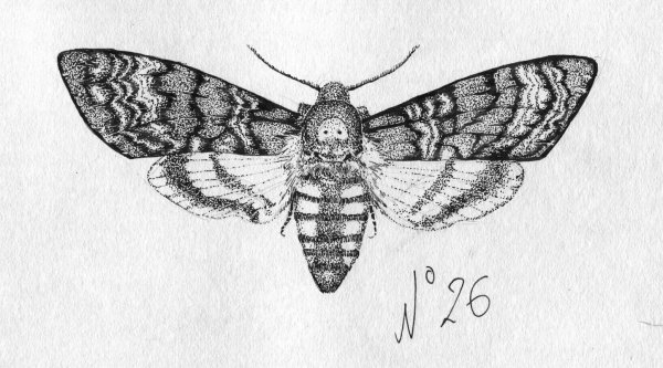 Мотылек Графика