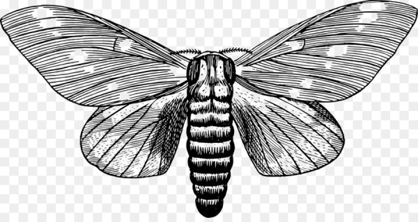 Тутовый шелкопряд черно белое