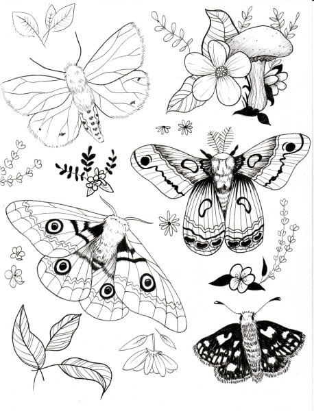 Бабочка эскиз