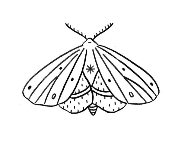 Мотылек контур