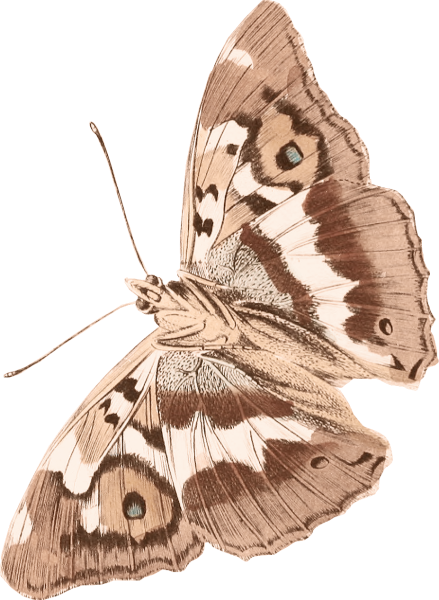 Бабочка иллюстрация